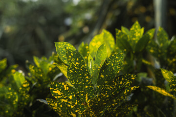 Gold Dust Croton: Codiaeum variegatum 'Gold Dust' in Sunlight
