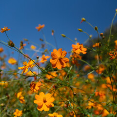 Yellow Cosmos Garden in Olympic Park