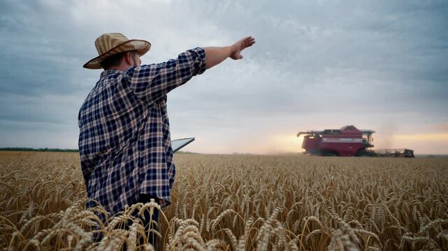 Harvesting ripe wheat grains in agricultural area, farmer with table in hands. Middle-aged farm worker or professional agronomist viewing farmland, controlling harvesting machinery, ecological area
