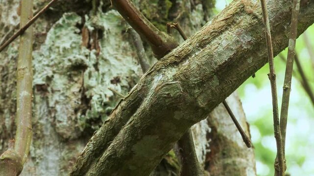 Making ayahuasca, ayawaska, yage. Liana needed to make Ayahuasca, ayawaska. Liana Banisteriopsis caapi. Ecuadorian tropical forest.