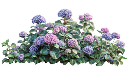 Vibrant hydrangea bush with colorful blooms, Transparent background
