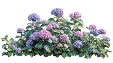 Vibrant hydrangea bush with colorful blooms, Transparent background
