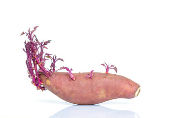 potato isolated on white background