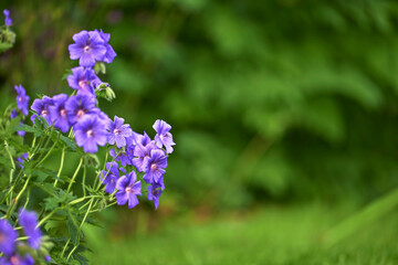 Flowers, field and outdoor ecology in environment, cranesbill bush and growth or blooming in nature. Plants, blossom and countryside woods with botany for peace in ecosystem, space and vegetation