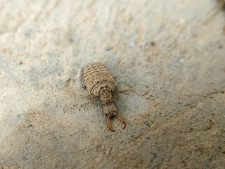 A close-up shot of an insect, possibly an antlion larva, covered in fine dirt as it crawls across a sandy surface, and the texture of its body blends with the background.