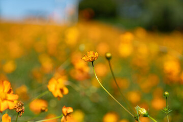 Yellow Cosmos Garden in Olympic Park