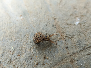 A close-up shot of an insect, possibly an antlion larva, covered in fine dirt as it crawls across a sandy surface, and the texture of its body blends with the background.