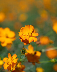 Yellow Cosmos Garden in Olympic Park