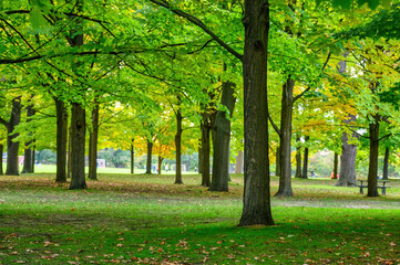 Naklejka premium Beautiful tree area in High Park, Toronto, Canada