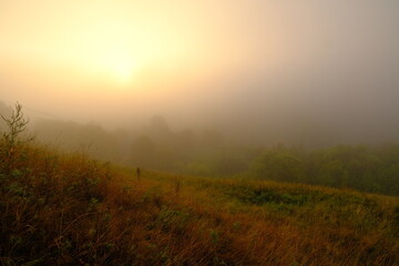 sunrise in the forest