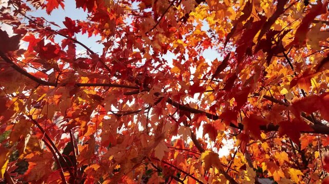 The autumn hot maple trees