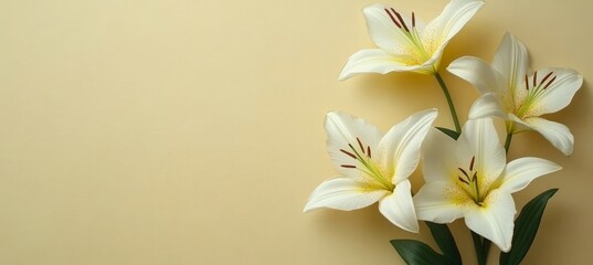 Fototapeta premium Elegant White Lily Flowers on Pastel Yellow Background Minimalist Still Life with Copy Space