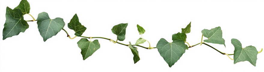 Obraz premium A branch of green ivy vine with leaves, isolated on a white background.