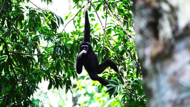 Wild gibbons hanging and eating food in trees, Ban Krang Camp, Phetchaburi