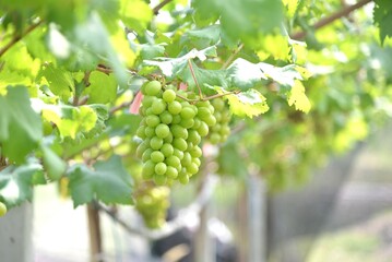 a cluster of green grapes hanging from a vine in a vineyard. The grapes are plump and vibrant,...