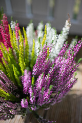 Obraz premium The witch-broom heather (Calluna vulgaris) developed over the years from a wasteland plant to the colourful garden plant