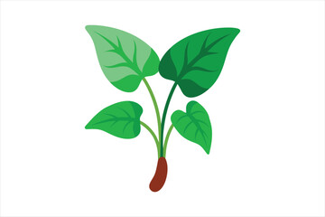  Taro plant vector artwork illustration.