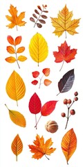 Obraz premium Vibrant autumn leaves collection on white background