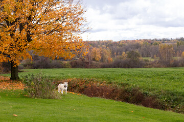 Senior unleashed golden retriever seen guarding a rural property during a cloudy fall morning, with tree groves in the background, Quebec City, Quebec, Canada