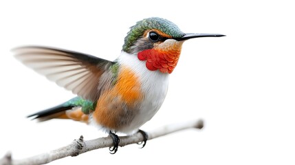 Fototapeta premium Vibrant and Detailed Watercolor of a Beautiful Hummingbird with Colorful and Intricate Wings Isolated on a Clean White Background for Use in Tropical Nature or Floral Designs and Artwork