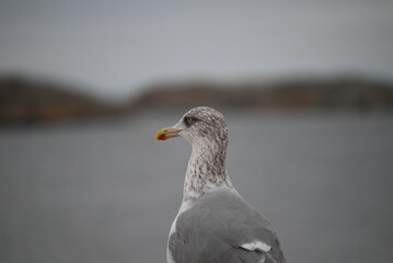 Goéland mer du nord