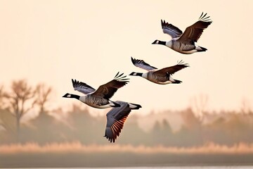 geese flying in formation