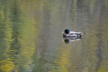 duck swimming in a pond with the reflection of the trees in the autumn.