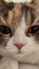 Close-Up Front View of a Cat’s Face with Intense Yellow Eyes, Detailed Fur Texture, and Pink Nose, Displaying a Calm and Curious Expression in a Soft, Intimate Setting at Home