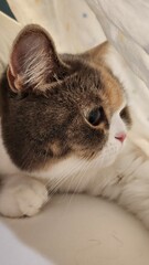 Close-Up of a Fluffy Calico Cat with Soft Fur and Intense Eyes, Resting Comfortably Indoors, Show Side Way, Detailed Texture of Whiskers, Ears, and Facial Fur in a Peaceful Setting Under Blanket