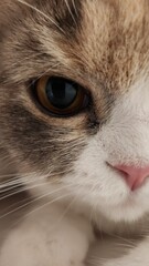 Close-Up of a Cat’s Face on Left Side, looking forward with one eye in vibrant yellow and black color, Showing Detailed Fur Texture, and Pink Nose in a Calm and Intimate Setting