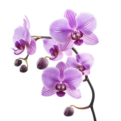 Plakat Beautiful purple orchid with elegant petals.