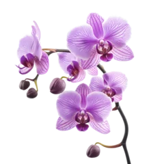 Fototapeten Beautiful purple orchid with elegant petals. © watcharee