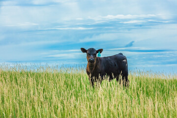 cow on the meadow