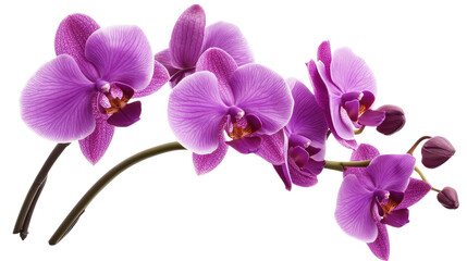 Vibrant purple orchids on a white background