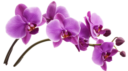 Vibrant purple orchids on a white background