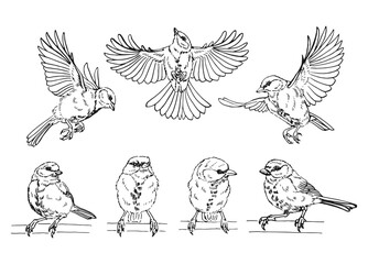 Set of titmouse. Flying bird. Hand drawn vector illustration. © Darya