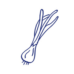 Green onion. Vegetable sketch. Hand drawn blue pen or marker drawing. Primitive kids picture
