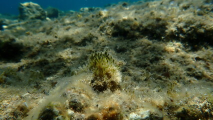 Cyanobacteria marine sludge-weed or brush weed (Symploca hydnoides) undersea, Aegean Sea, Greece, Halkidiki, Kakoudia beach