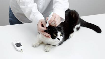 Use of glucometer for cat blood glucose test. Pets and diabetes concept © matucha12