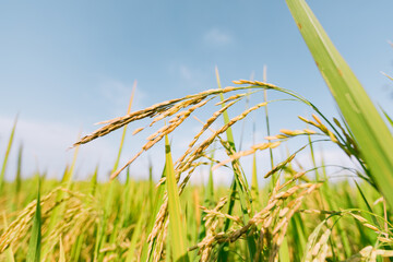 Naklejka premium Rice field in Thailand.
