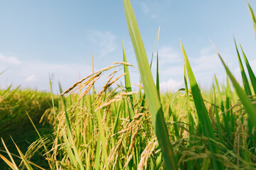 Obraz premium Rice field in Thailand.