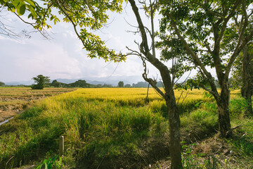 Rice field in Thailand.