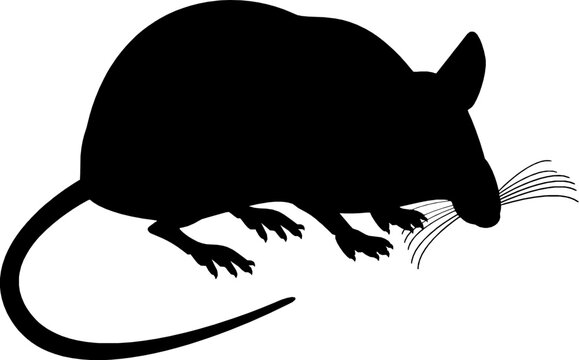 recommend clip art: Black Mouse silhouette vector illustration