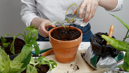 Woman gardeners watering plant. Woman caring for house plant. Concept of home garden. Taking care of home plants. Top view