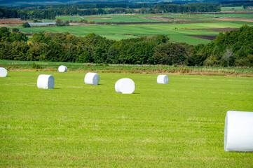 北海道の牧草畑と白い牧草ロール