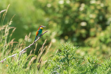 Merops apiaster - Vlha Pestra colorful bird in wild nature on meadow in sunny weather with beautiful bokeh