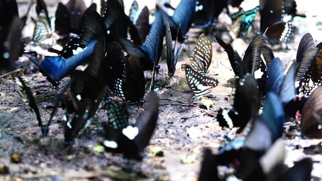 A group of butterflies eats food on the ground. Ban Krang Camp, Phetchaburi, Thailand
