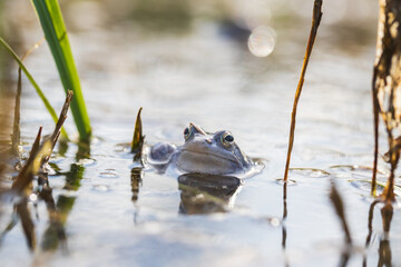 Blue frog on the surface of a swamp. The blue-tailed frog- rana arvalis at the time of mating sits on the surface of the pond. Its image is reflected in the water. The background has a beautiful bokeh