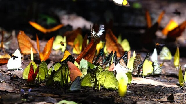 A group of butterflies eats food on the ground. Ban Krang Camp, Phetchaburi, Thailand