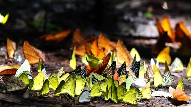 A group of butterflies eats food on the ground. Ban Krang Camp, Phetchaburi, Thailand